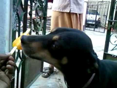 My Pet Rockey loves to eat Ice Cream