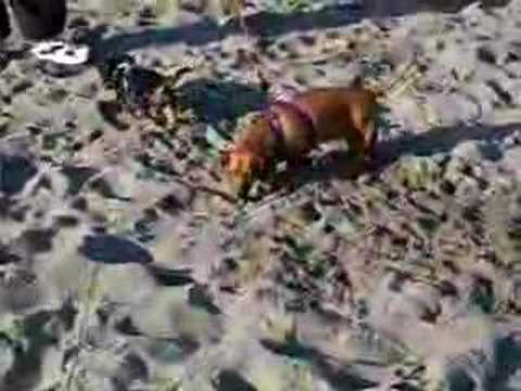 Fergie & Cher at Alki