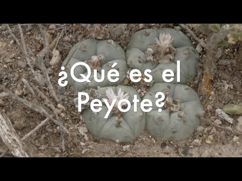 PEYOTE: Usos Terapéuticos e Implicaciones