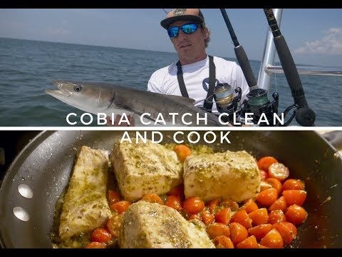 download lagu mp3 mp4 Cobia Fillet Recipes, download lagu Cobia Fillet Recipes gratis, unduh video klip Cobia Fillet Recipes