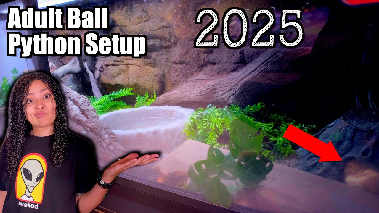 6ft Tank for A Ball Python?! | NEW Ball Python Setup 2025