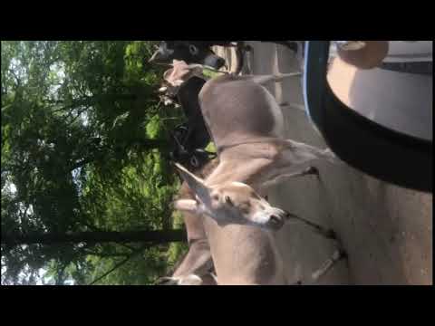 Muda Brasil Muda de Verdade Bolsonaro com amor e com coragem kkk