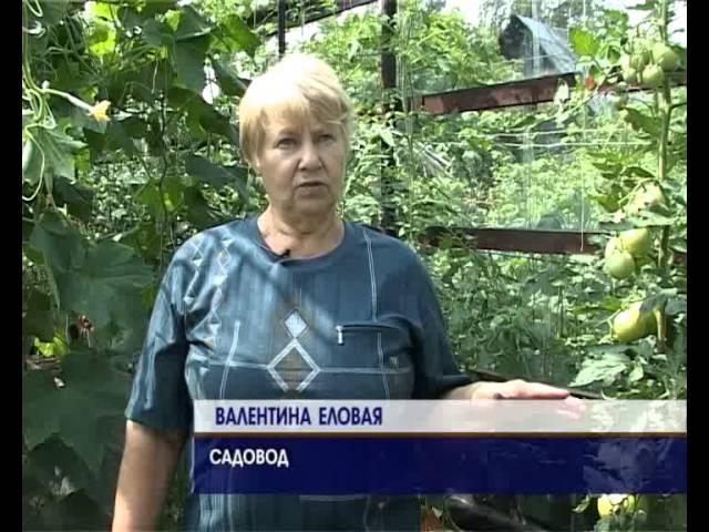 Как вырастить отборные томаты