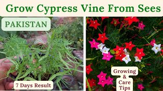 How To Grow Cypress Vine From Seed | Rare Garden | Urdu/हिंदी |