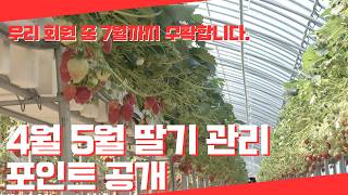 딸기 마지막 관리 방법 공개 온도 물 관리 및 당도 경도 관리