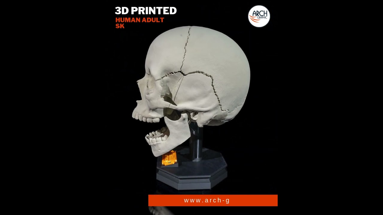 3D Printed Human Skull Model | Anatomy Learning Tool for Schools UAE