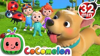 Where Has My Little Dog Gone? | +More Nursery Rhymes &amp; Kids Songs - CoCoMelon