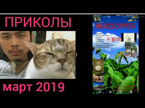 классные приколы 17 марта 2019. 很有趣179年3月17日. great fun 17 march 2019