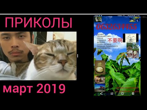 классные приколы 17 марта 2019. 很有趣179年3月17日. great fun 17 march 2019