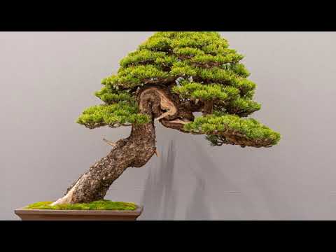 Exhibition Spanish Bonsai Union 2020 #2