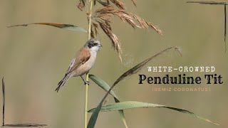 White-crowned Penduline-Tit - Remiz coronatus  #Birds #BirdsOfIndia #NikonP950
