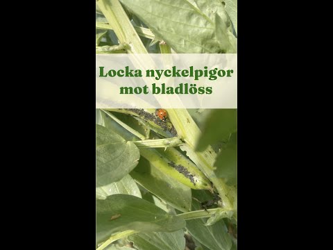 Locka nyckelpigor mot bladlöss - Trädgårdshacks med GardenR