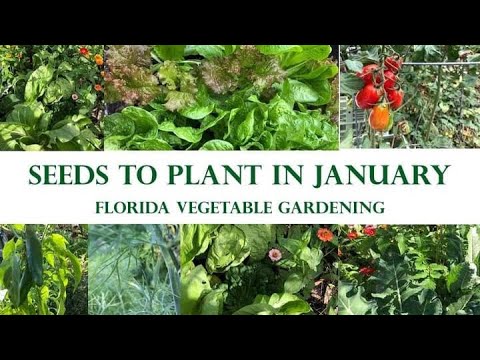 Was Sie im Januar in Ihrem Gemüsegarten in Florida anpflanzen können