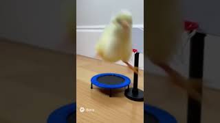 ひよこ大活躍？(sora2生成動画)