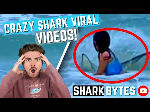 CRAZY Shark Viral Videos!