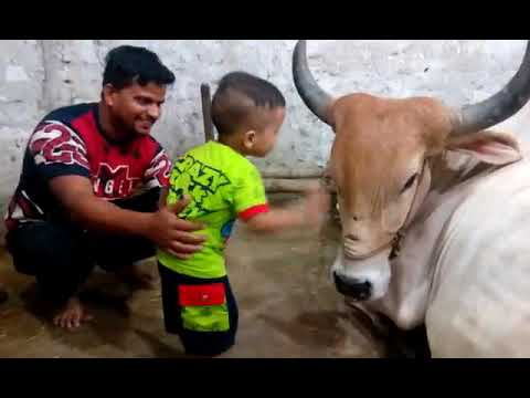 Sanju khan.9.sajjad khan