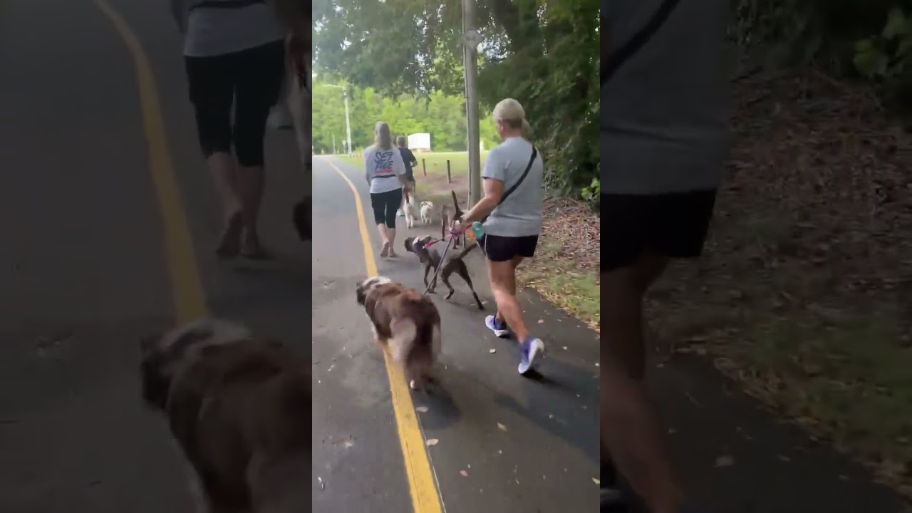 Enlarge Mini, a Adoptable mixed breed in Mooresville, NC video 6/6