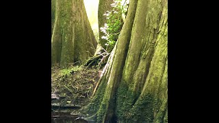 ISLAND CREEK NATIONAL FOREST ...a virtual field trip