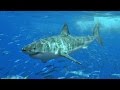 A Navy SEAL explains what to do if you're attacked by a shark