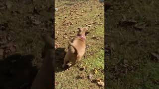 Video preview image #1 Labrador Retriever-Unknown Mix Puppy For Sale in Ball Ground, GA, USA