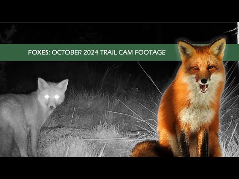 FOXES IN THE NETHERLANDS: OCTOBER 2024 TRAIL CAM FOOTAGE