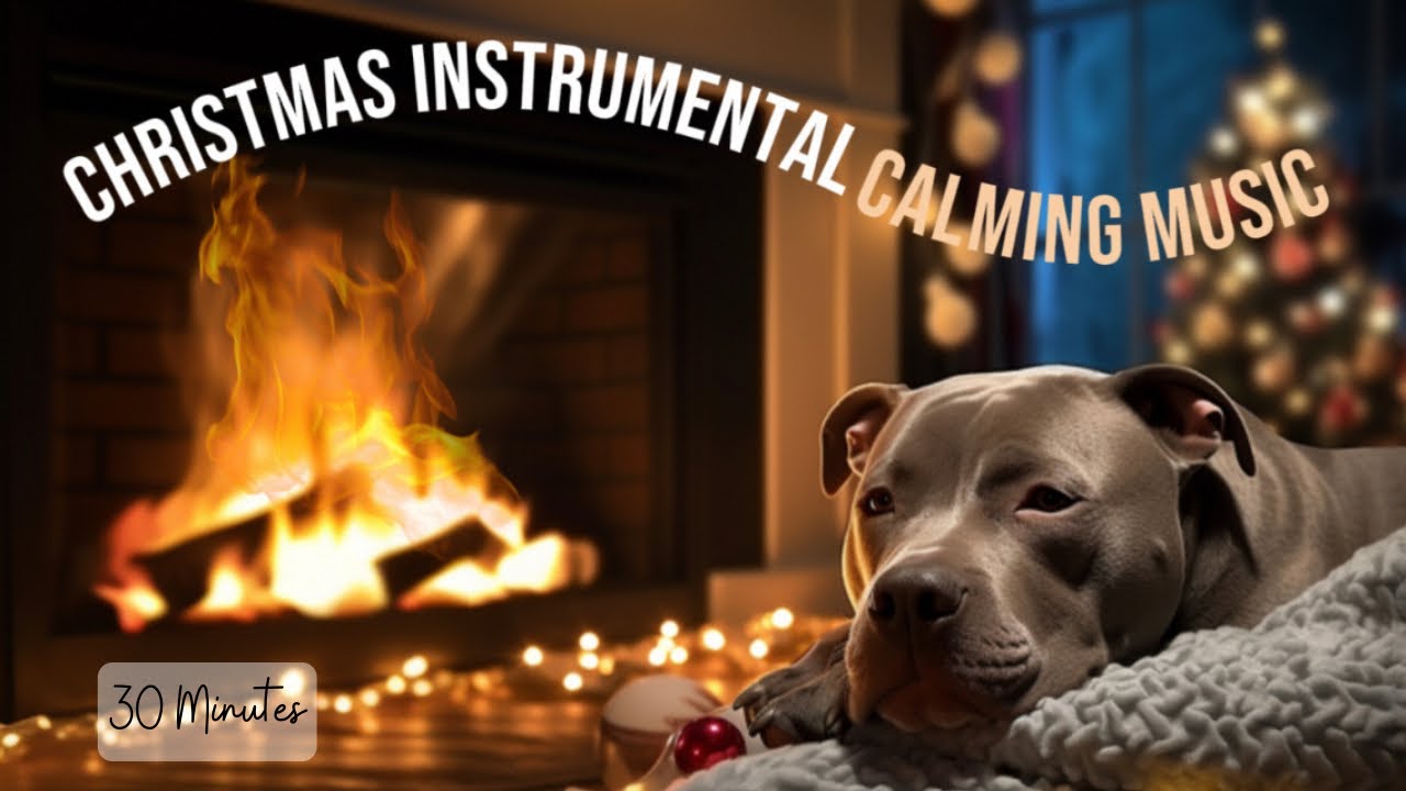Instrumental Christmas Music. Calming Fireplace Ambiance. Sleepy Pitbull Christmas Music. Holiday