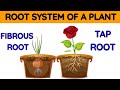 Types Of Roots Functions Of Roots Parts Of The Plants