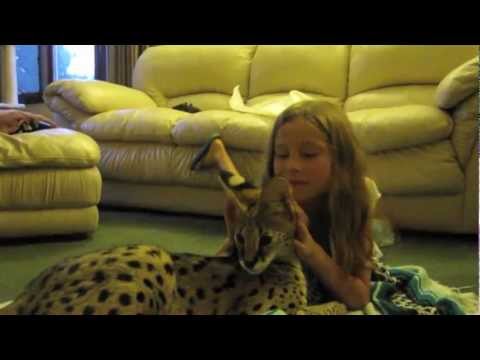 Serval Cat Playing With Kids