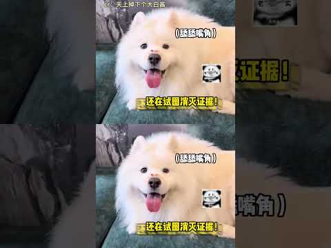 狗子：应该没有发现吧 #狗狗  #有趣 #可爱