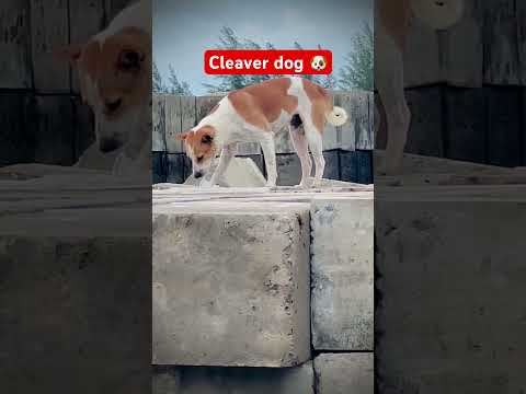 Hungry dog #nerob_giri #minivlog #reels #vlog #travel