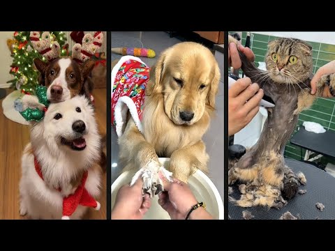 FUNNY CATS AND DOGS  2025 | HILARIOUS ANIMAL VIDEOS & SILLYPET MOMENTS