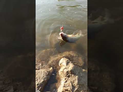 Mrena na glavinjaru.Velika Morava