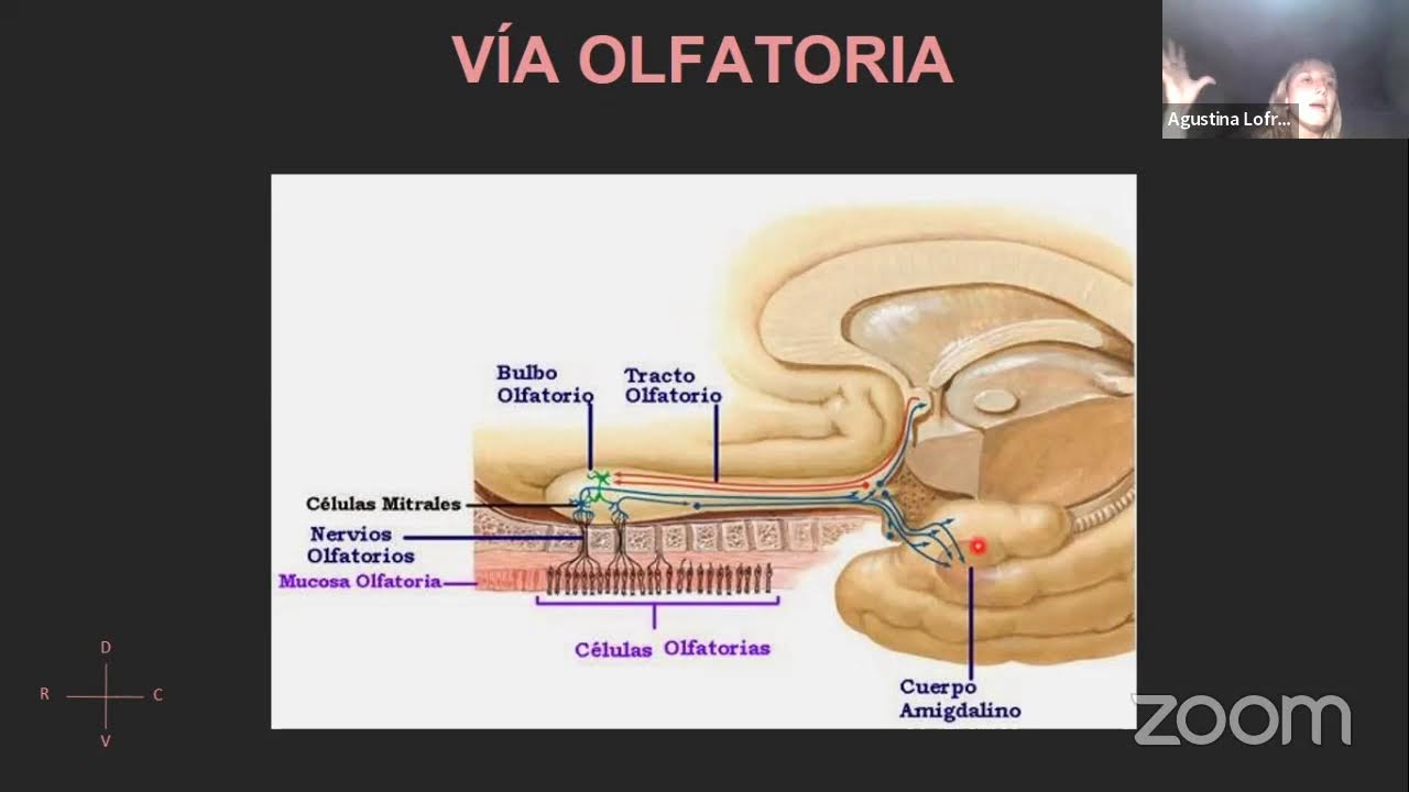 PARALELO DE NEURO- VISIÓN, OLFATO, AUDICIÓN, GUSTO Y SISTEMA VESTIBULAR