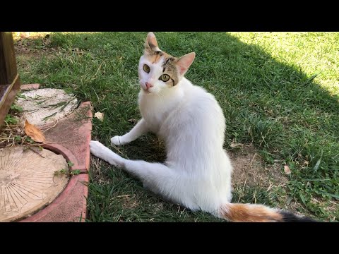 I followed this limping mother cat and found her whole family in the bushes!! Video