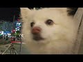 한국에 사는 도시 캥거루족 강아지....💛