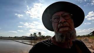 Wlazłem w gniazdo os !!! Dlaczego mnie niepokąsały ???