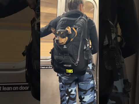 New York’s Funniest Subway Rule #fyp #animals #dog #funny #animal