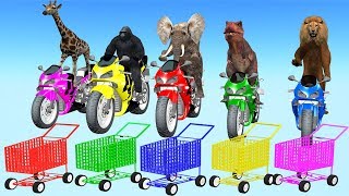 Animals On Bikes | Wild Animals Shopping At The Super Market | Moterbikes Videos For Children