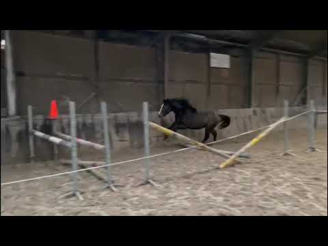 2y old (Untouchable 27 x Cornet Obolensky)