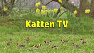 Download lagu Cat TV - Little Birds on The Lawn mp3