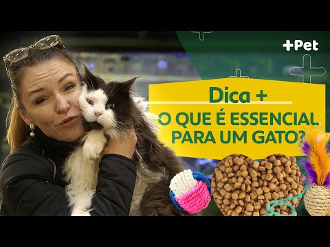 TUDO QUE VOCÊ PRECISA SABER ANTES DE TER UM GATO! | CANAL MAIS PET