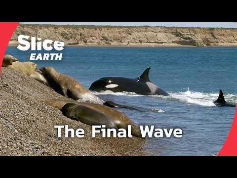 The Shore Ambush: How Orcas Hunt on Land | Part 3 | SLICE EARTH