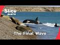 The Shore Ambush How Orcas Hunt On Land Part 3  SLICE EARTH