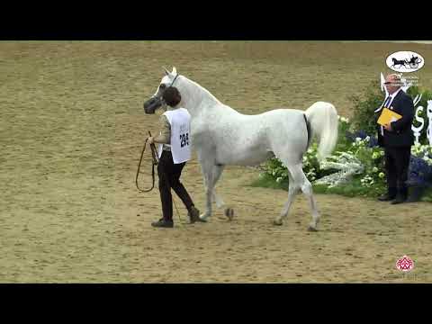 N 295 LAYALY AL WAAB   Qatar National Arabian Horse Championship 2022   Mares 4 6 Years Old Class 9B
