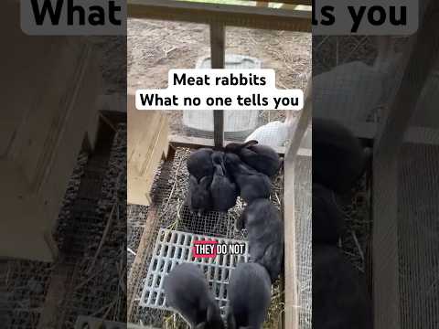 Here is what no one tells you about raising meat rabbits
