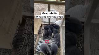 Here is what no one tells you about raising meat rabbits