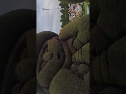 Cementerio Tulcán - José María Azael Franco.  figuras de cipreses Tulcan Ecuador CarcHI turistico