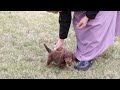 Miniature Dachshund dogs for sale: Lilly - Video 1