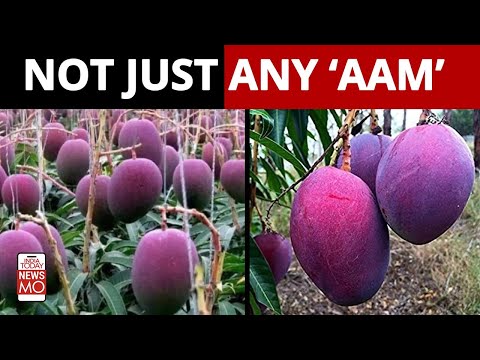 Miyazaki Mangoes: Why Do These Mangoes Cost Rs 2.7 Lakh Per Kg?