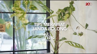 Download lagu Tips Merawat Tanaman Viral Janda Bolong mp3 Download lagu Tips Merawat Tanaman Viral Janda Bolong mp3